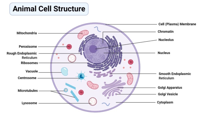 Animal cell structure