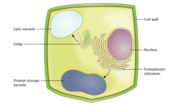Vacuole in plant cells