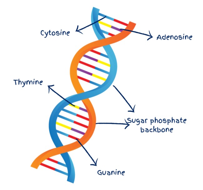 This is DNA