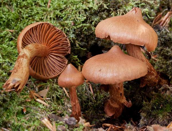 Deadly Webcap (Cortinarius rubellus)
