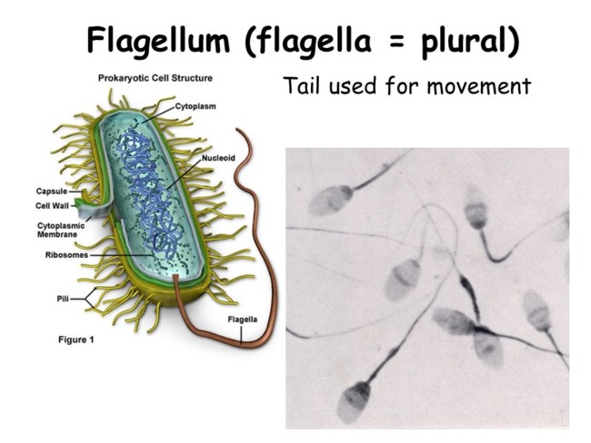 Flagella