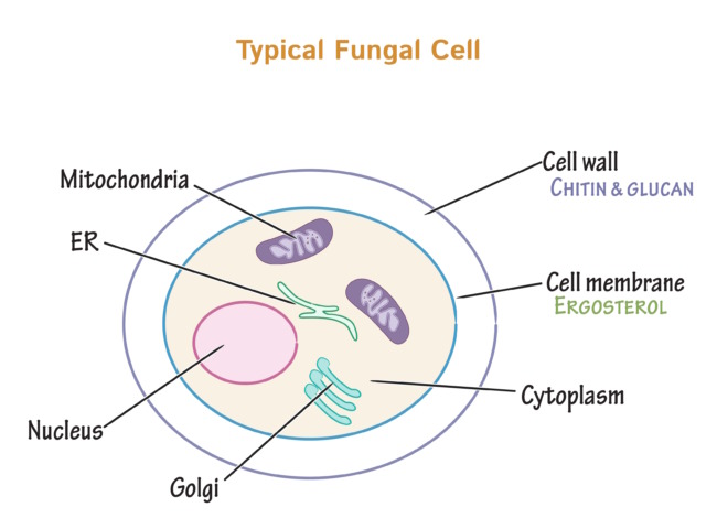 Fungal cell structure