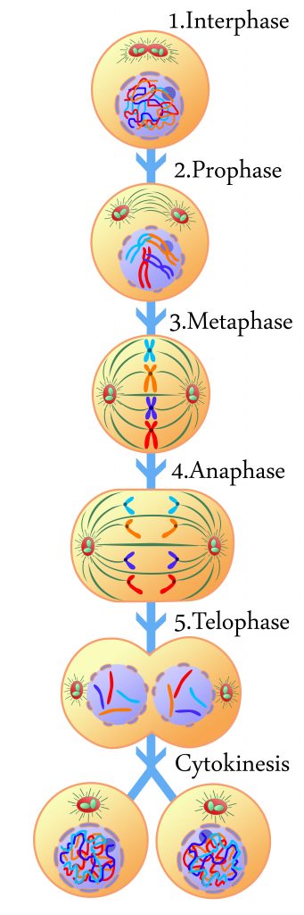 Phases of plant cell division