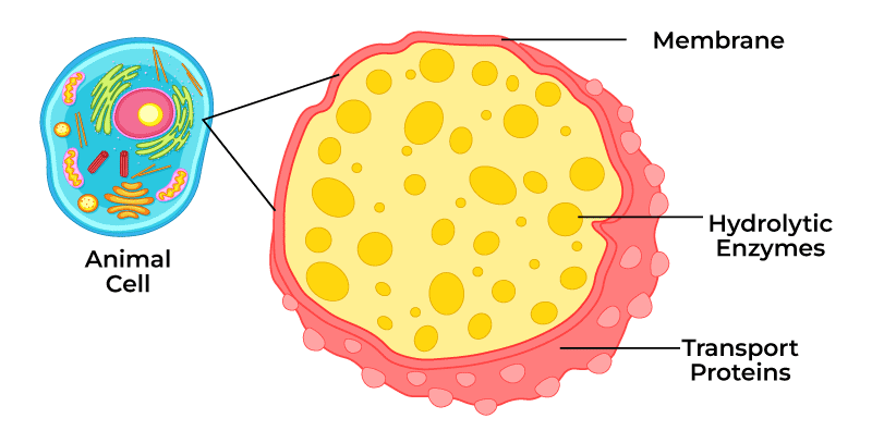 Lysosomes in cell