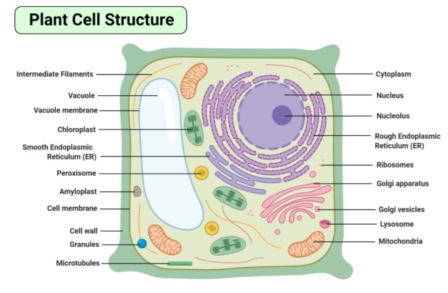 Plant cell structure