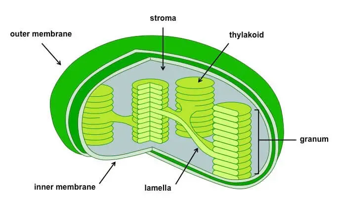 Plastids in cell
