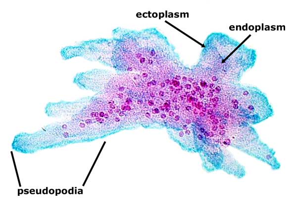 Pseudopodia