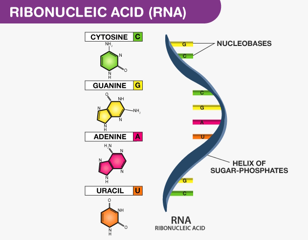 This is RNA