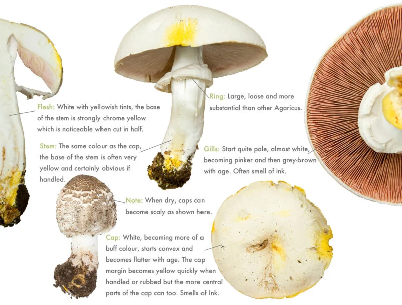 Yellow stainer anatomy