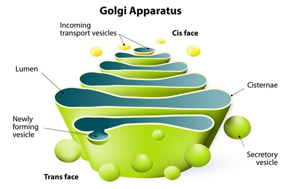 Golgi apparatus in cell