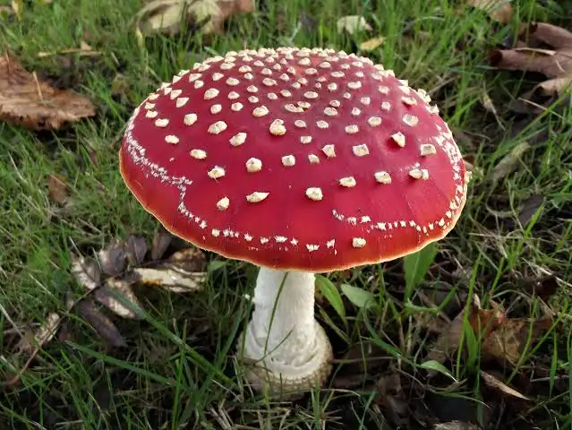 Fly Agaric (Amanita muscaria)