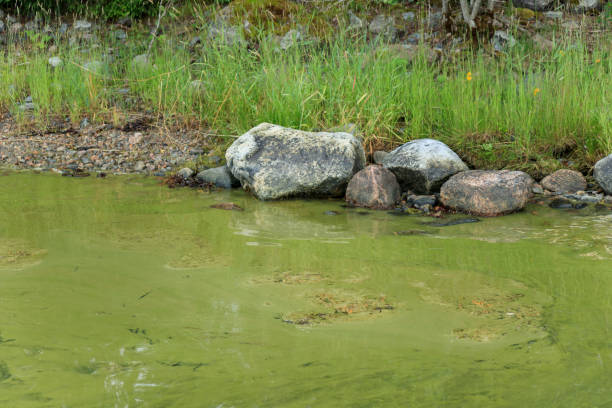 Bacteria in the lake
