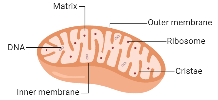 Mitochondria in cell