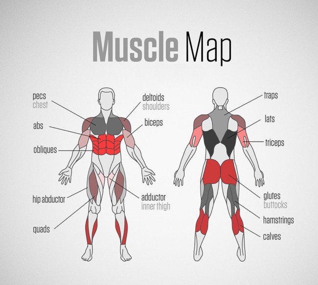 Human muscular system
