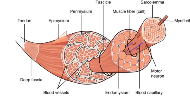 Structure of a muscle