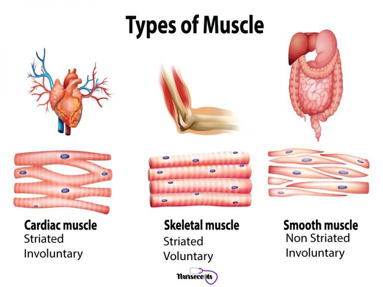 Different types of muscles