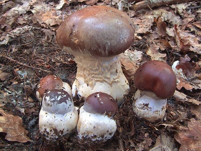 Young webcaps look like bolets