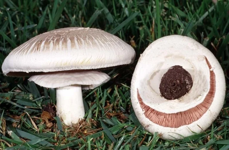 Agaricus xanthodermus: The Yellow Stainer Mushroom