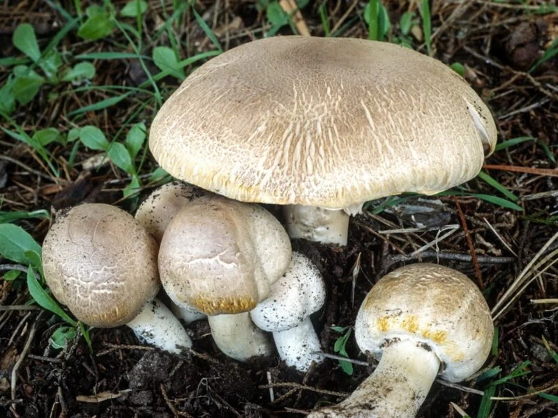 Agaricus xanthodermus