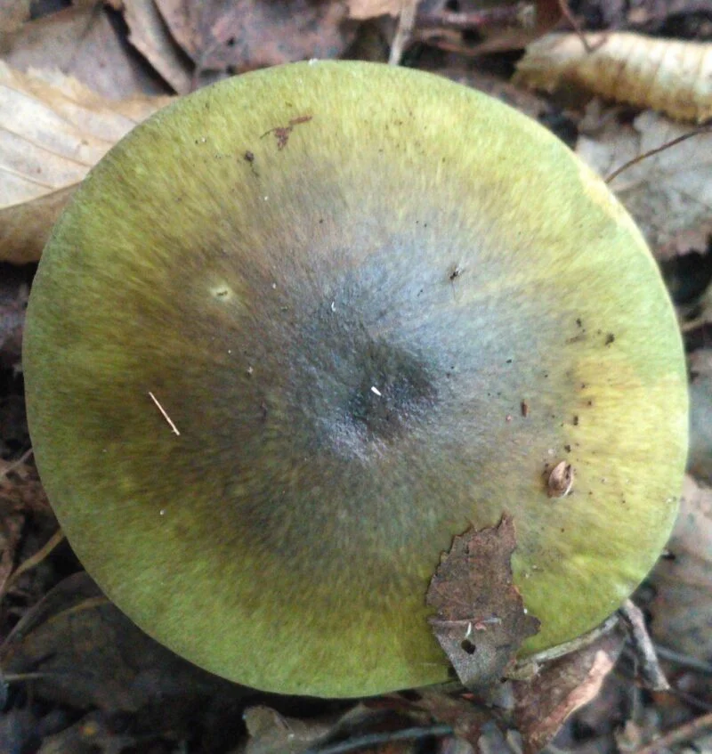 Amanita phalloides