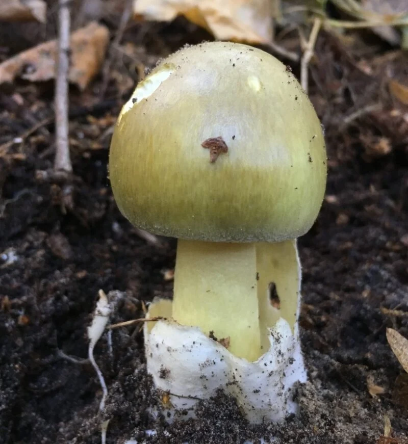Amanita phalloides