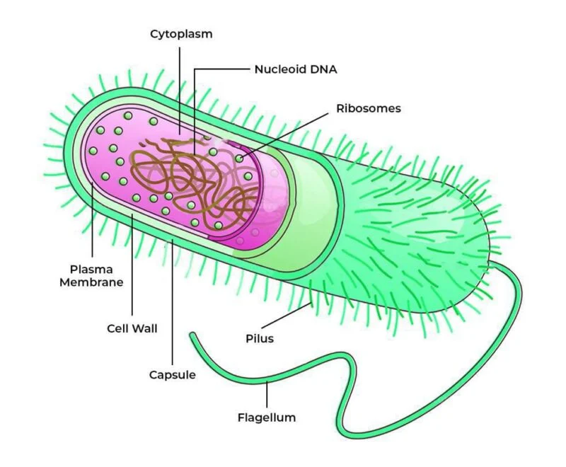 Anatomy and structure of bacteria