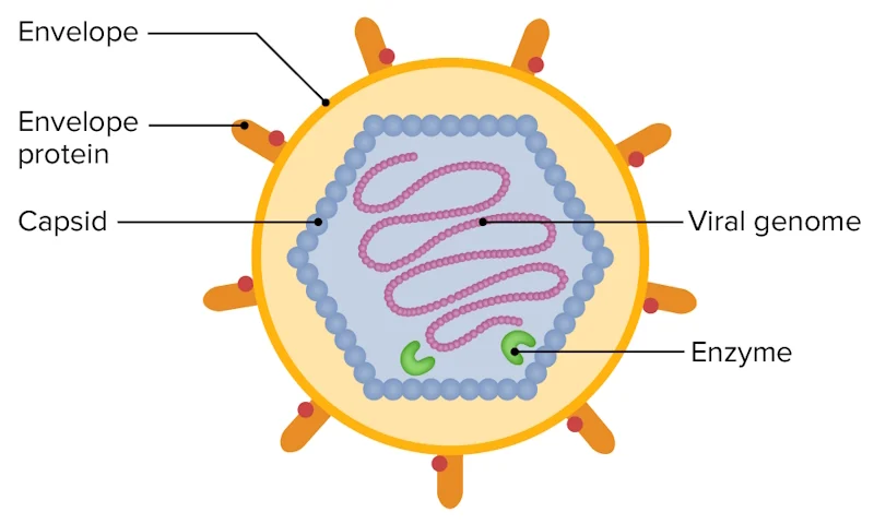 Anatomy and structure of virus