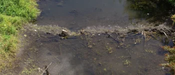 Bacteries in water in the lake