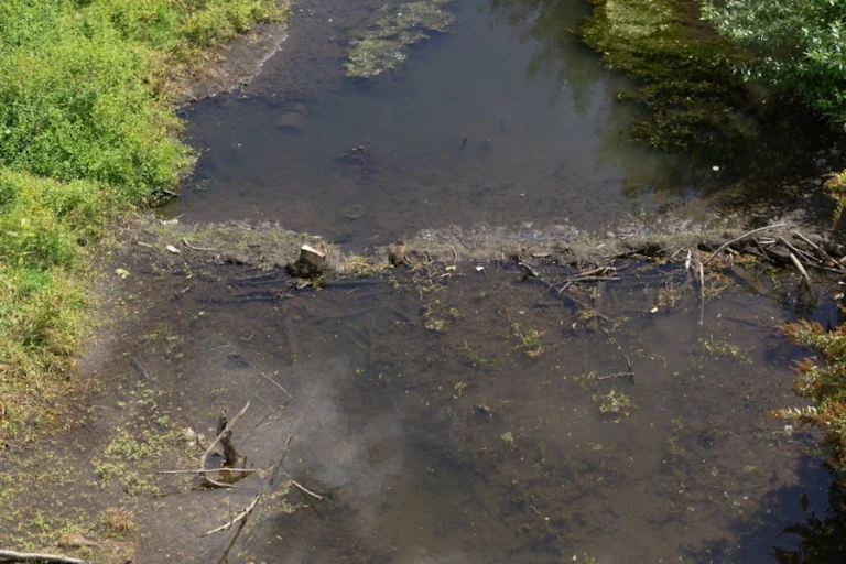 Bacteries in water in the lake
