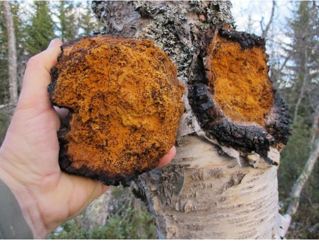 Chaga mushroom