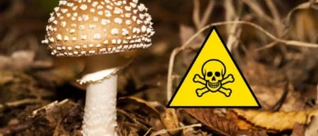 Dangerous mushrooms