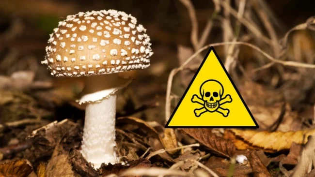 What happens if you eat poisonous mushrooms?