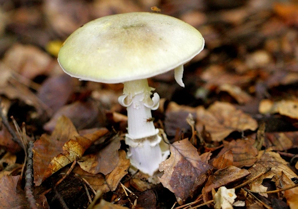Death cap