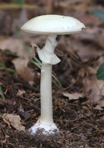 Destroying angel (Amanita bisporigera)