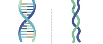 Differences between RNA and DNA molecules