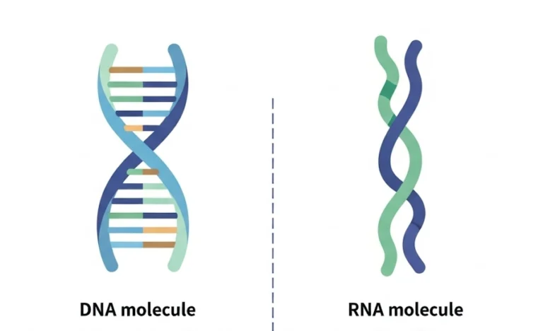 Differences between RNA and DNA molecules