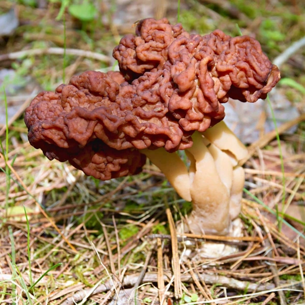 False morel (Gyromitra esculenta)