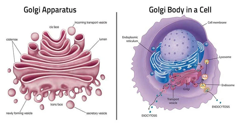 Golgi Apparatus Structure and Functions