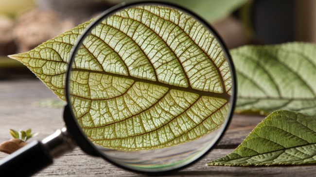How Do Plant Cells Divide?