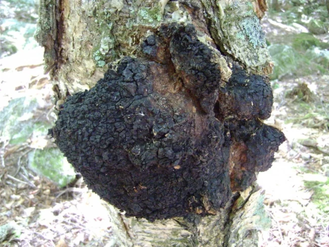Inonotus obliquus: a chaga mushroom
