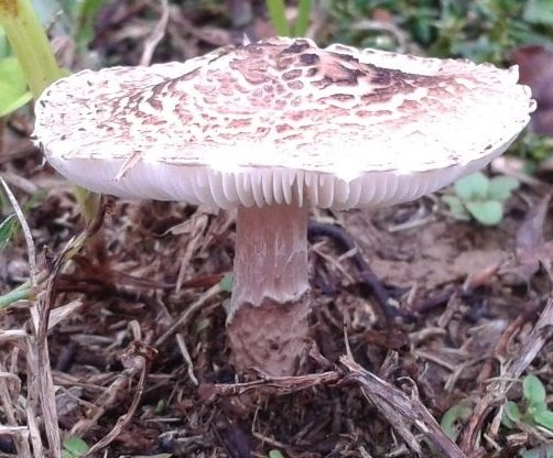Lepiota brunneoincarnata: the deadly dapperling mushroom