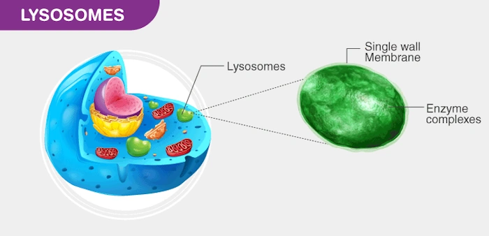 Lysosomes in cell