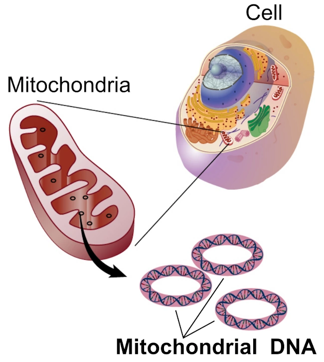 Mitochondria in cell