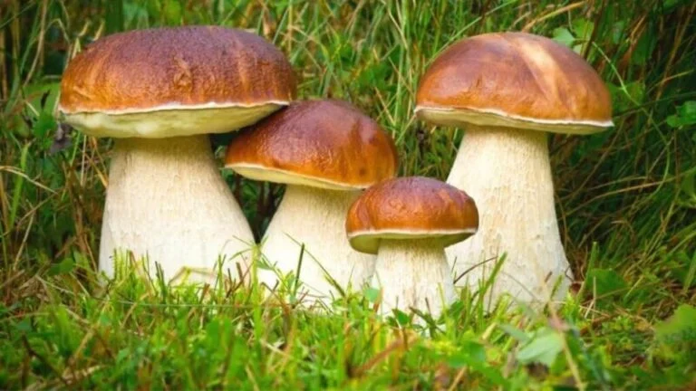 Mushrooms