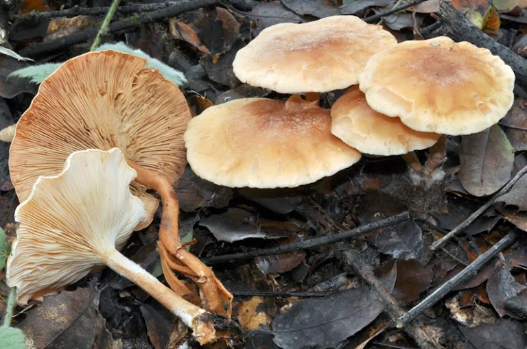 Paralepista flaccida mushroom
