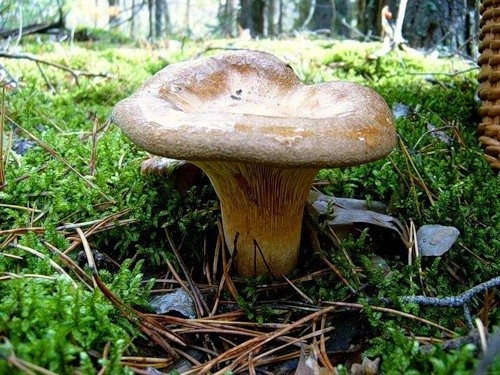 Paxillus involutus: brown roll-rim