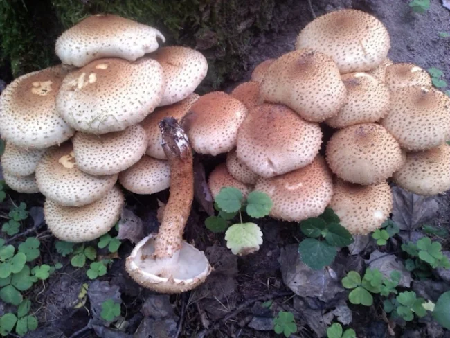 Pholiota squarrosa: the shaggy scalycap mushroom