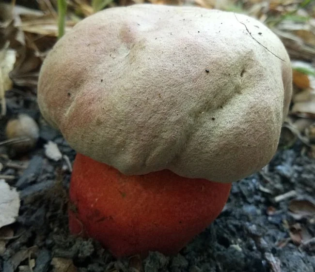 Rubroboletus satanas