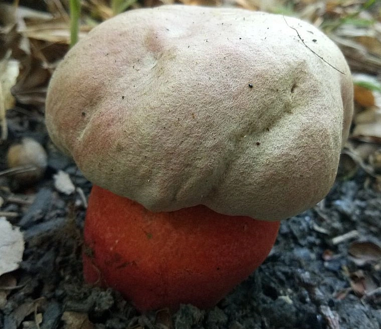 Rubroboletus satanas