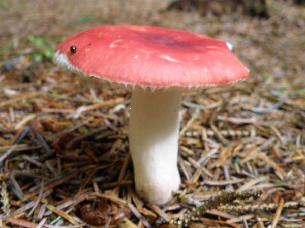 Russula Nobilis mushroom